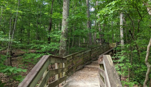 A wooden boardwalk winding through a lush green forest with tall trees and dense foliage.