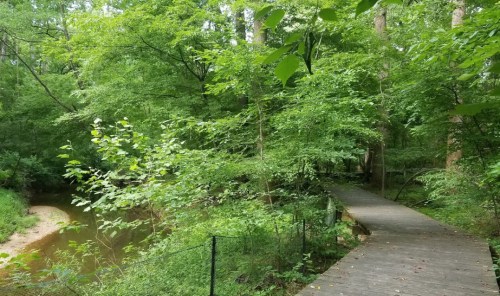 A wooden walkway winds through lush green trees beside a calm, winding creek in a serene forest setting.