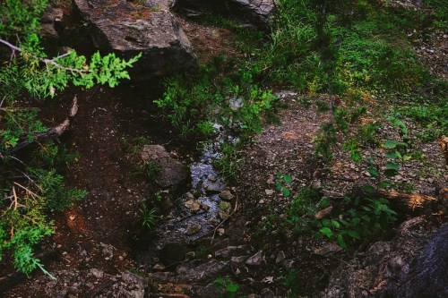 A serene forest scene featuring a small stream flowing through rocky terrain, surrounded by lush greenery.