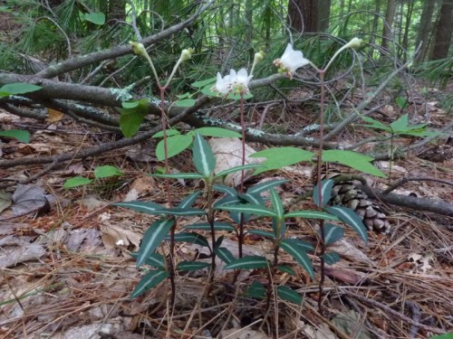 A cluster of white flowers with green leaves growing on the forest floor among pine needles and fallen branches.