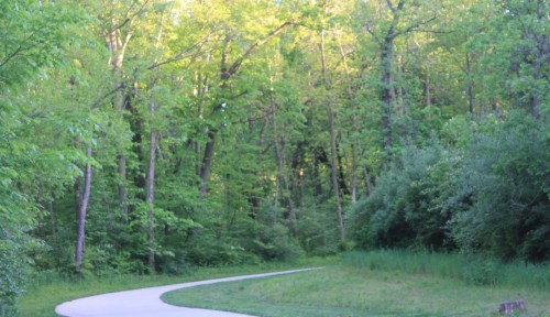 A winding path through a lush green forest with tall trees and vibrant foliage.