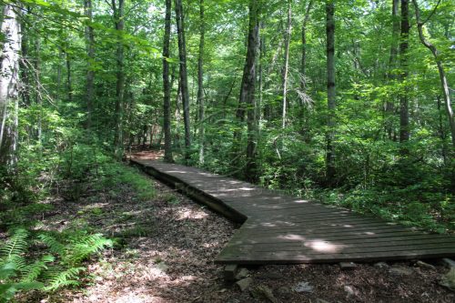 A wooden boardwalk winding through a lush green forest with dense trees and ferns.