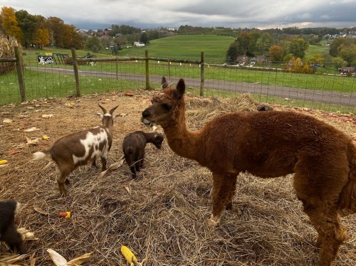 A brown alpaca stands among goats in a grassy field with hills and trees in the background under a cloudy sky.