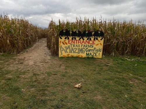 Sign at the entrance of a corn maze, surrounded by tall corn stalks, with "Amazing Cornfield Maze" written on it.