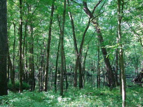 Lush green forest with tall trees and a serene, reflective pond in the background. Sunlight filters through the leaves.