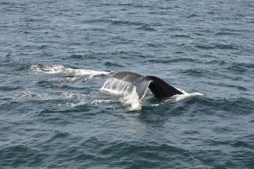 A whale's tail emerges from the ocean, creating splashes as it dives beneath the surface.