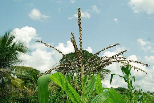 A close-up of corn tassels against a blue sky with fluffy clouds, surrounded by green foliage.