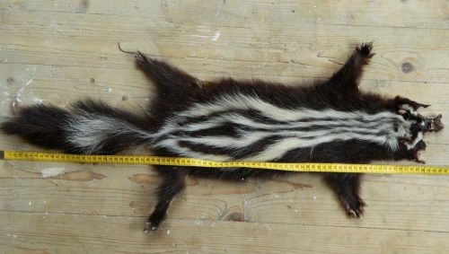 A mounted animal skin with distinct stripes, laid flat on a wooden surface, next to a measuring tape.