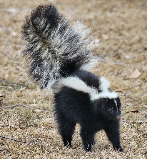 A skunk with a bushy, striped tail stands on brown grass, showcasing its distinctive black and white fur.