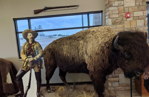 A life-sized cutout of a cowboy stands next to a mounted bison in a museum setting.