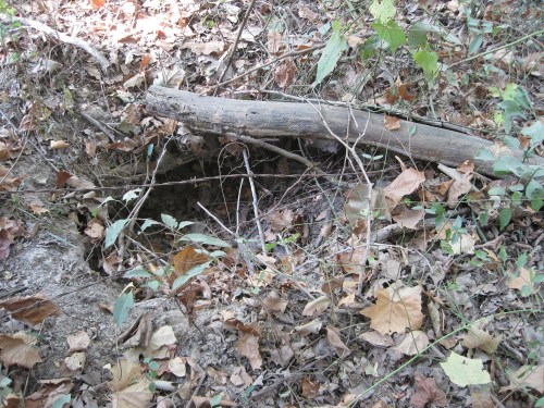 A small burrow in the ground, surrounded by fallen leaves and twigs, with a log resting nearby.