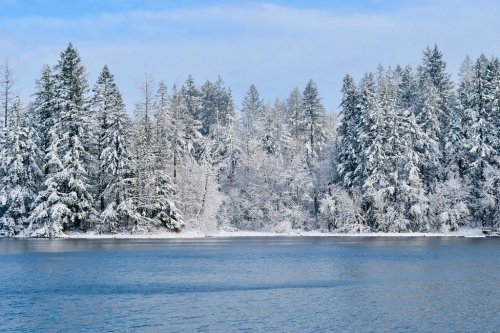 Snow-covered trees line a serene lake under a clear blue sky, creating a tranquil winter landscape.