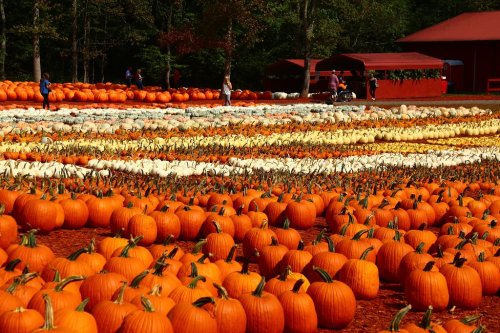 A vibrant pumpkin patch with rows of orange and white pumpkins, people walking among them, and a red barn in the background.