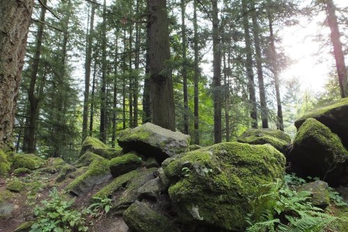 Lush green forest with tall trees and moss-covered rocks in a serene natural setting.
