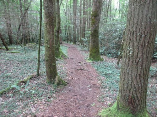 A narrow dirt path winds through a lush green forest, flanked by tall trees and moss-covered ground.