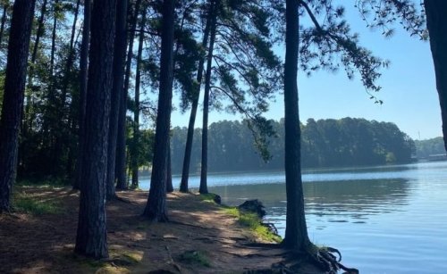 A serene lakeside scene with tall pine trees and calm water reflecting the blue sky.