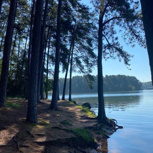 A serene lakeside scene with tall trees lining the shore and calm water reflecting the blue sky.