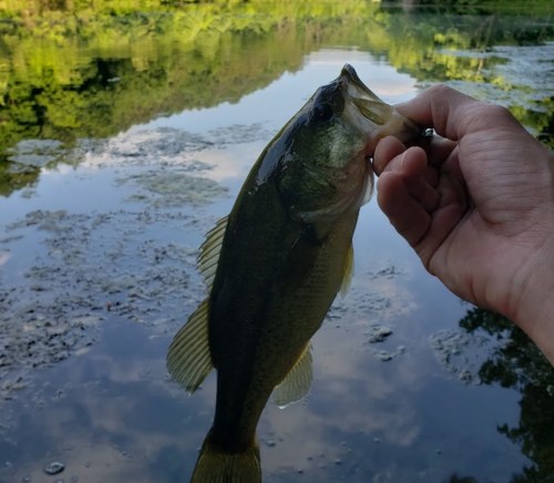 A person holding a large bass fish above a calm, reflective water surface surrounded by greenery.