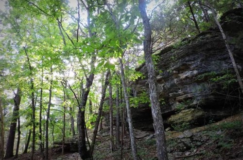 A serene forest scene with tall trees and a rocky cliff, dappled sunlight filtering through the leaves.