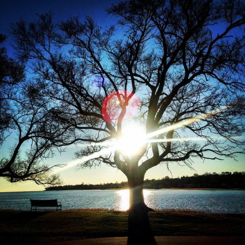 A silhouette of a tree against a sunset, with sunlight shining through its branches over a calm lake.