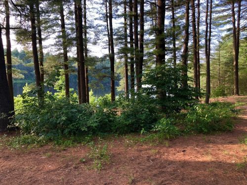 A serene forest scene with tall trees and lush greenery beside a calm lake. Sunlight filters through the branches.