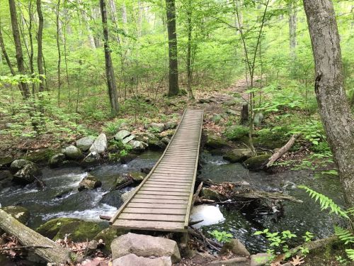 A wooden bridge spans a small stream in a lush green forest, surrounded by trees and rocks.