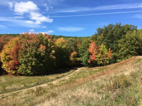 A scenic view of a grassy path winding through vibrant autumn trees under a clear blue sky.