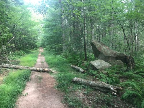 A dirt path winds through a lush green forest, flanked by ferns and fallen logs, with a large rock on the side.