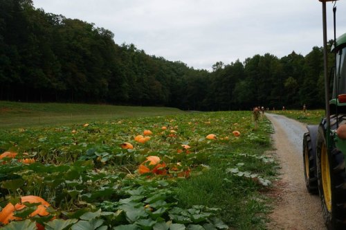 A pumpkin patch with large pumpkins growing in a field, surrounded by trees and a gravel path.