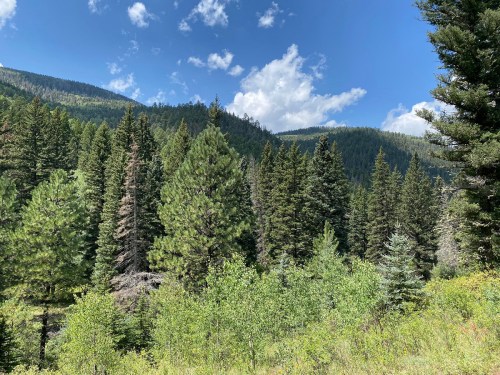 Lush green forest with tall trees under a bright blue sky and scattered clouds, surrounded by mountains.