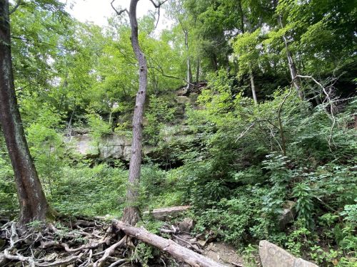 Lush green forest with trees and rocky cliff in the background, showcasing a natural, serene landscape.