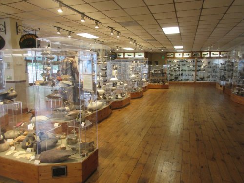 A spacious museum display featuring glass cases of various bird decoys on wooden floors.