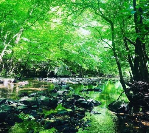 A serene river flows through a lush green forest, with rocks scattered along the water's edge under dappled sunlight.