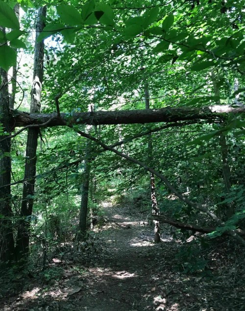 A narrow forest path surrounded by lush green trees and a fallen log crossing overhead.