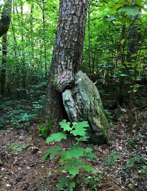 A large tree partially embraces a rock in a lush green forest, surrounded by foliage and underbrush.