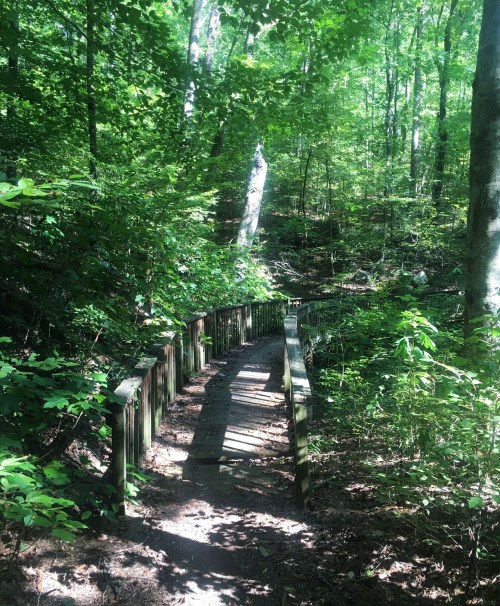 A winding wooden path through a lush green forest, surrounded by trees and sunlight filtering through the leaves.