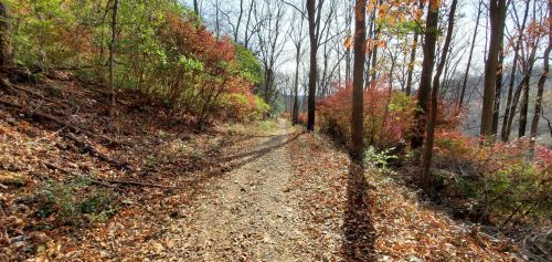A winding gravel path through a forest with autumn foliage and bare trees under a bright sky.