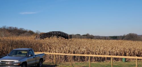A pickup truck parked near a cornfield with a wooden observation deck in the background under a clear blue sky.