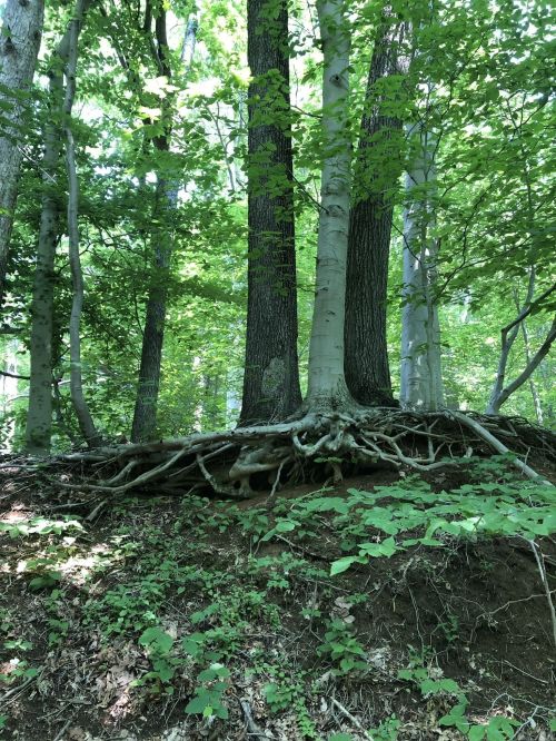 A cluster of trees with exposed roots, surrounded by lush green foliage in a forest setting.