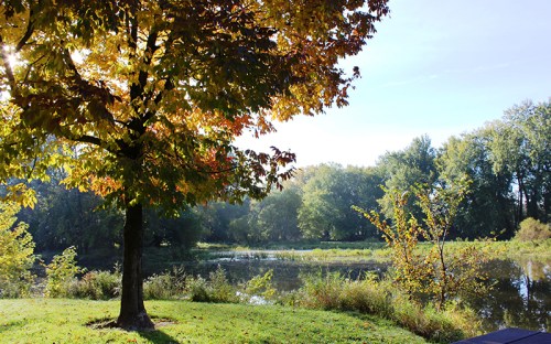 A serene landscape featuring a colorful autumn tree by a calm pond, surrounded by lush greenery and clear blue skies.
