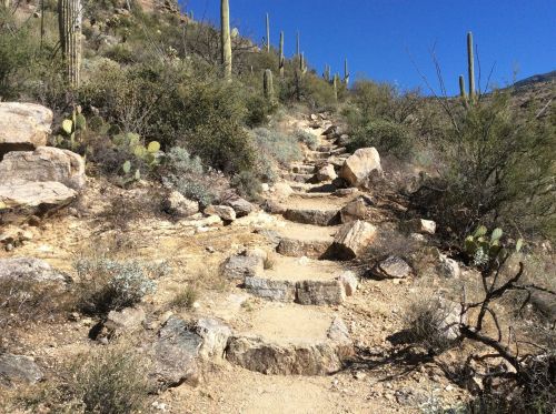 A rocky trail leads up a hillside, surrounded by cacti and desert vegetation under a clear blue sky.