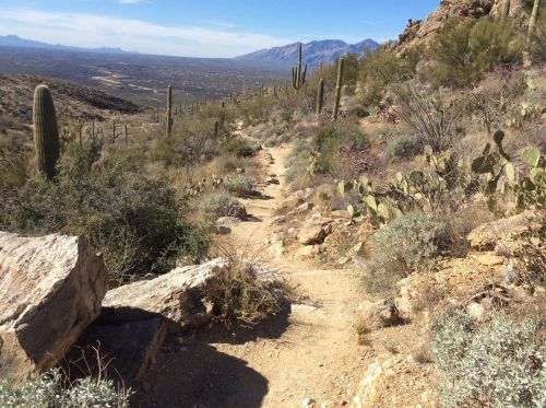 A winding dirt path through a desert landscape with cacti and rocky terrain, surrounded by mountains in the distance.