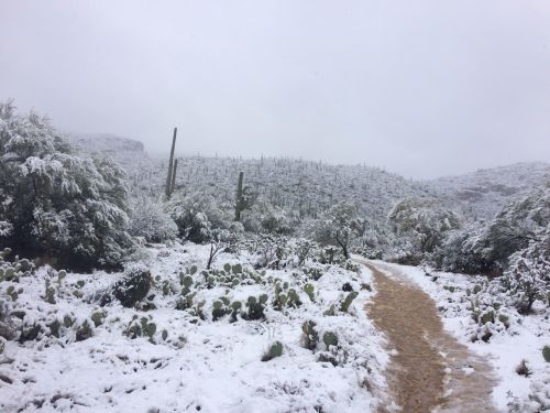 A snowy desert landscape with cacti and a dirt path winding through the white-covered terrain.