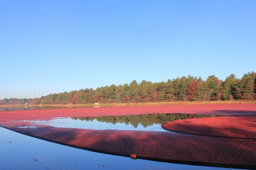 A serene lake covered in vibrant red cranberries, reflecting a clear blue sky and surrounded by autumn-colored trees.