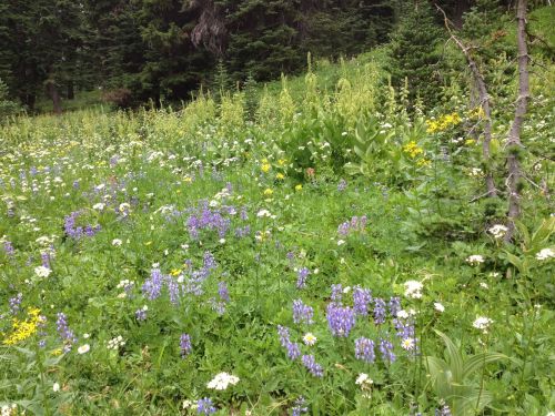 A vibrant meadow filled with various wildflowers, including purple lupines and yellow blooms, surrounded by greenery.