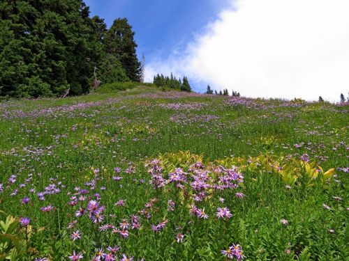 A vibrant meadow filled with purple and yellow wildflowers under a blue sky and scattered clouds.