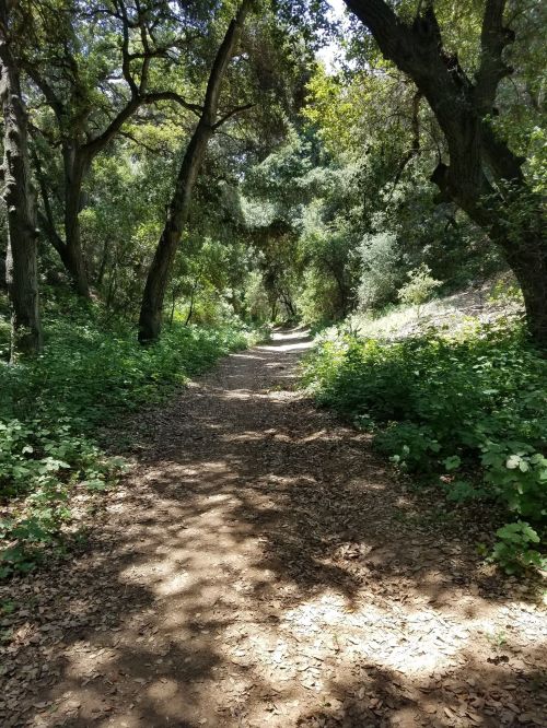 A sunlit dirt path winding through a lush, green forest with trees and underbrush on either side.