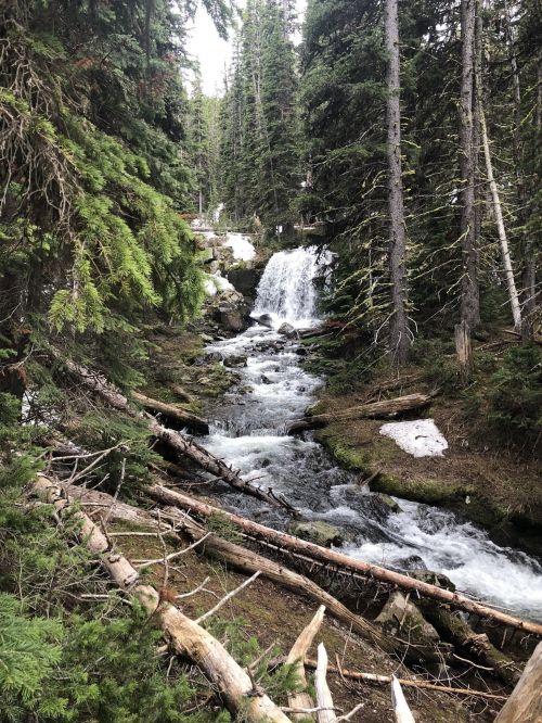 A serene forest scene featuring a flowing stream and a waterfall, surrounded by lush green trees and fallen logs.