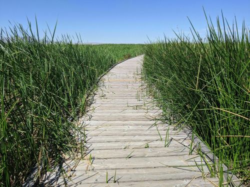 A wooden boardwalk winding through tall green reeds under a clear blue sky.