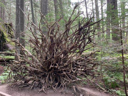 A large, intricate tree stump with exposed roots, surrounded by lush green forest and tall trees.
